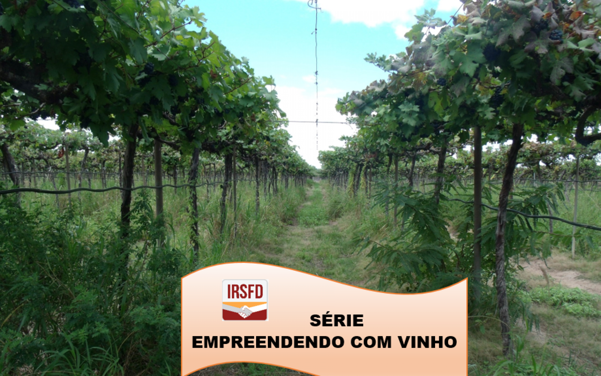 SÉRIE IRSFD – EMPREENDENDO COM VINHO                                      P.01 Por onde começar???