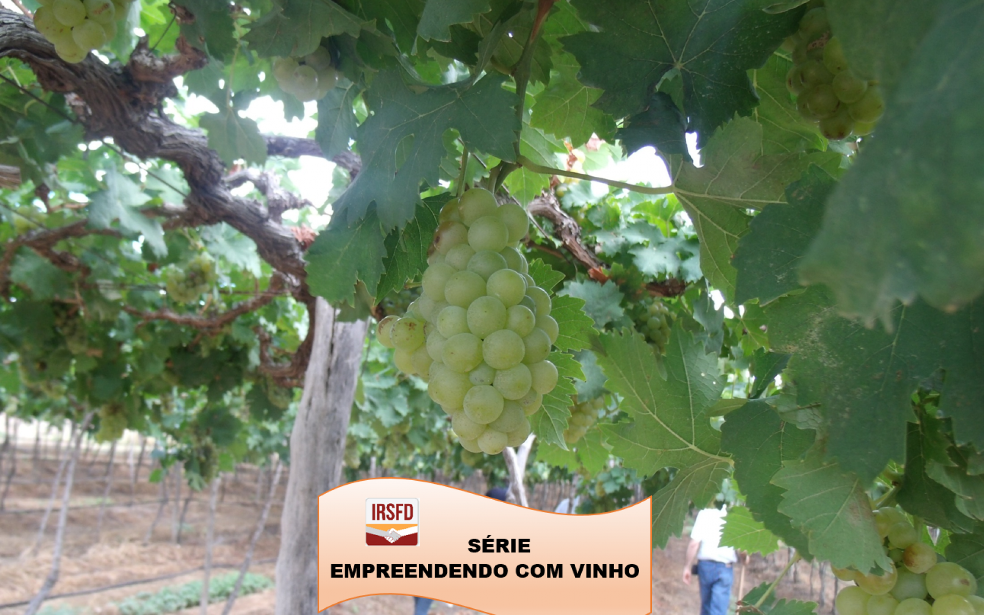 Série IRSFD – Empreendendo com vinho P.02