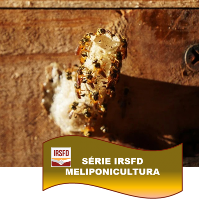 SÉRIE IRSFD – MELIPONICULTURA – Conheça a meliponicultura